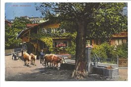 Wilderswil bei Interlaken (BE) Dorfbrunnen - Kühe - 1923