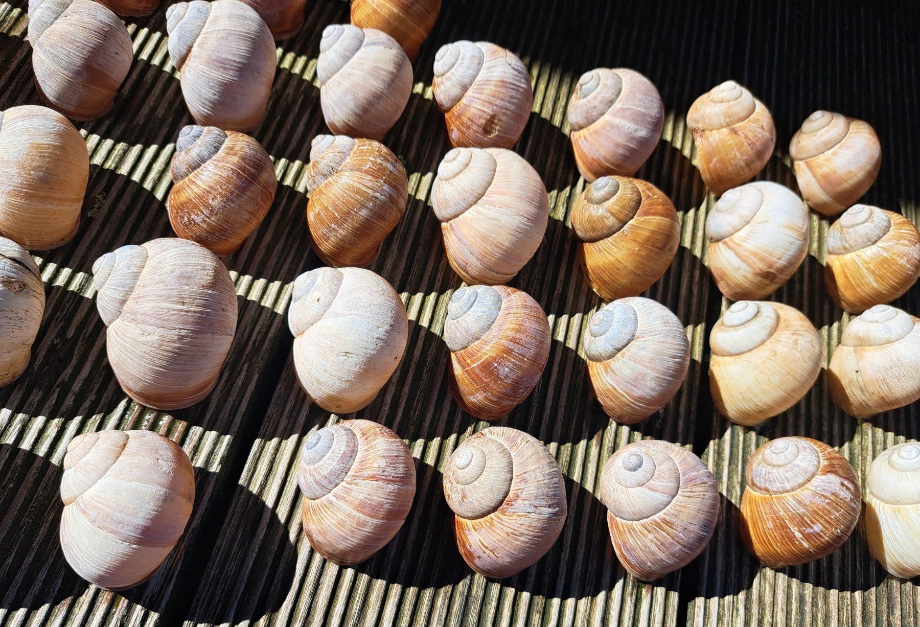 Tutte le decorazioni: 50 echte,grosse Weinbergschneckenhäuser. – Usato da Ebnat-Kappel venduto da Zurk 7