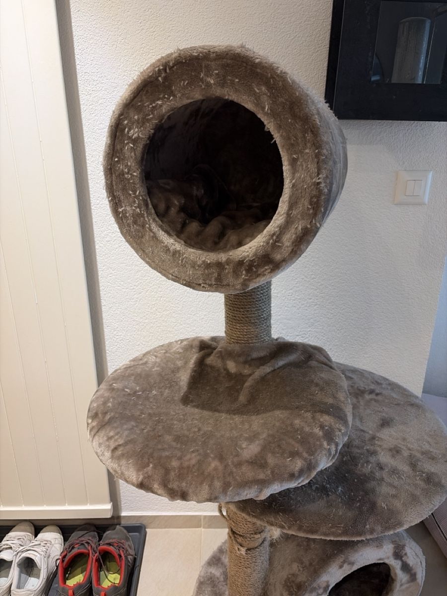 Tiragraffi: Katzenbaum – Usato da Dällikon venduto da tat_z9r7 1