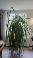 Elefantenfuss Beaucarnea recurvata schöner Zustand