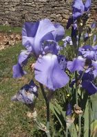 Iris pacifique panorama