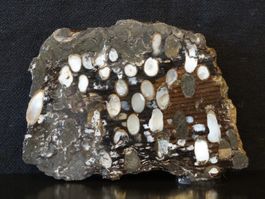 RARITÄT!!!! Versteinertes HOLZ PEANUT WOOD Fossil AUSTRALIEN