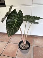 Alocasia Pink Dragon vergrünt