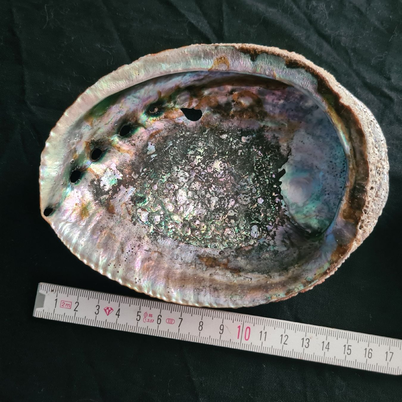 Fossilien: Grosse Abalone, Seeohrschnecken 2Stk. – Gebraucht aus Zuzwil SG von mko_6m7z 1
