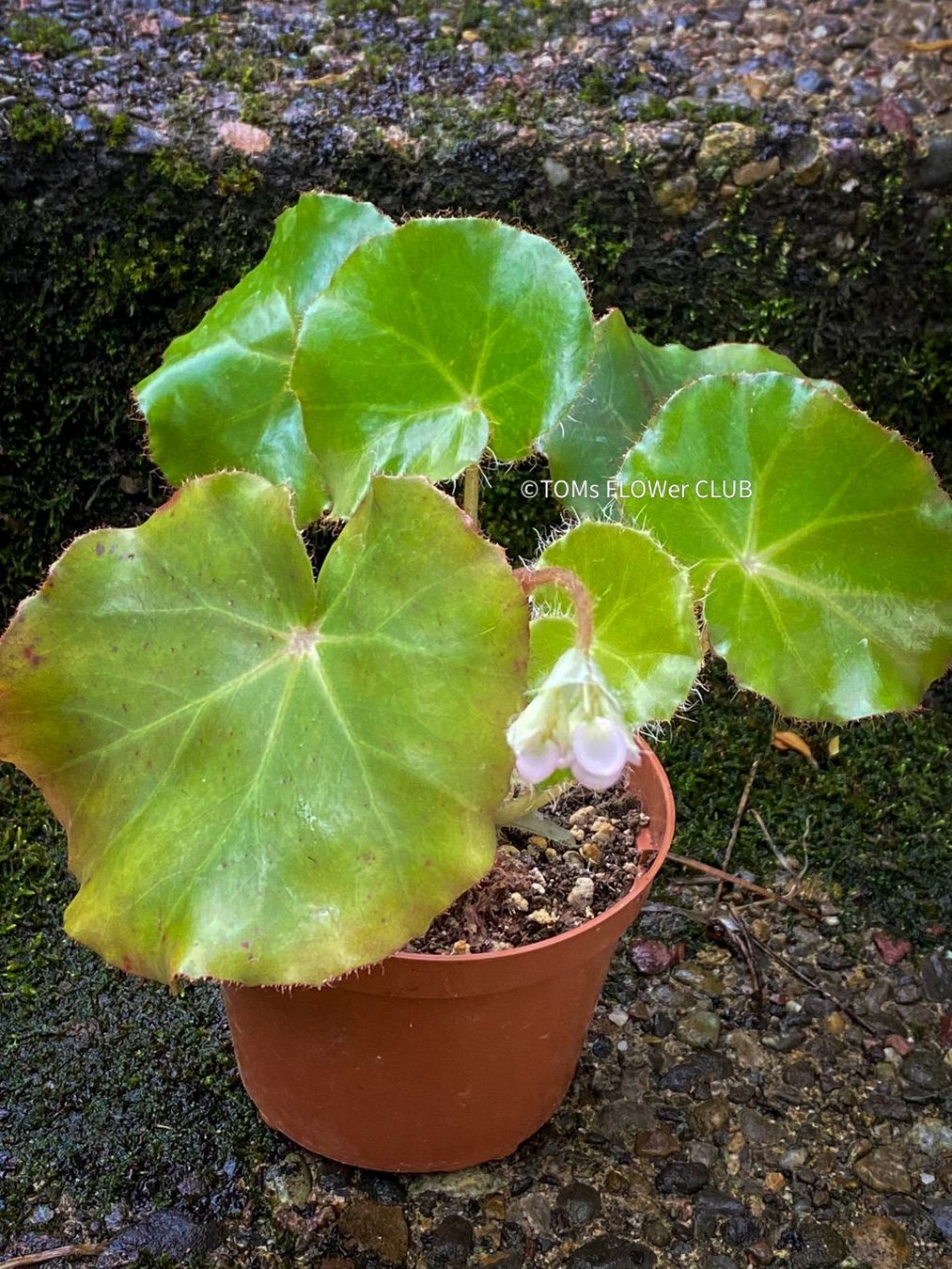 Piante & sementi: Begonia Erythrophylla - Beefsteak Begonia – Nuovo e nell'imballaggio originale da Adliswil venduto da astom369 6