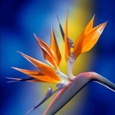 Profile image of Pitaya