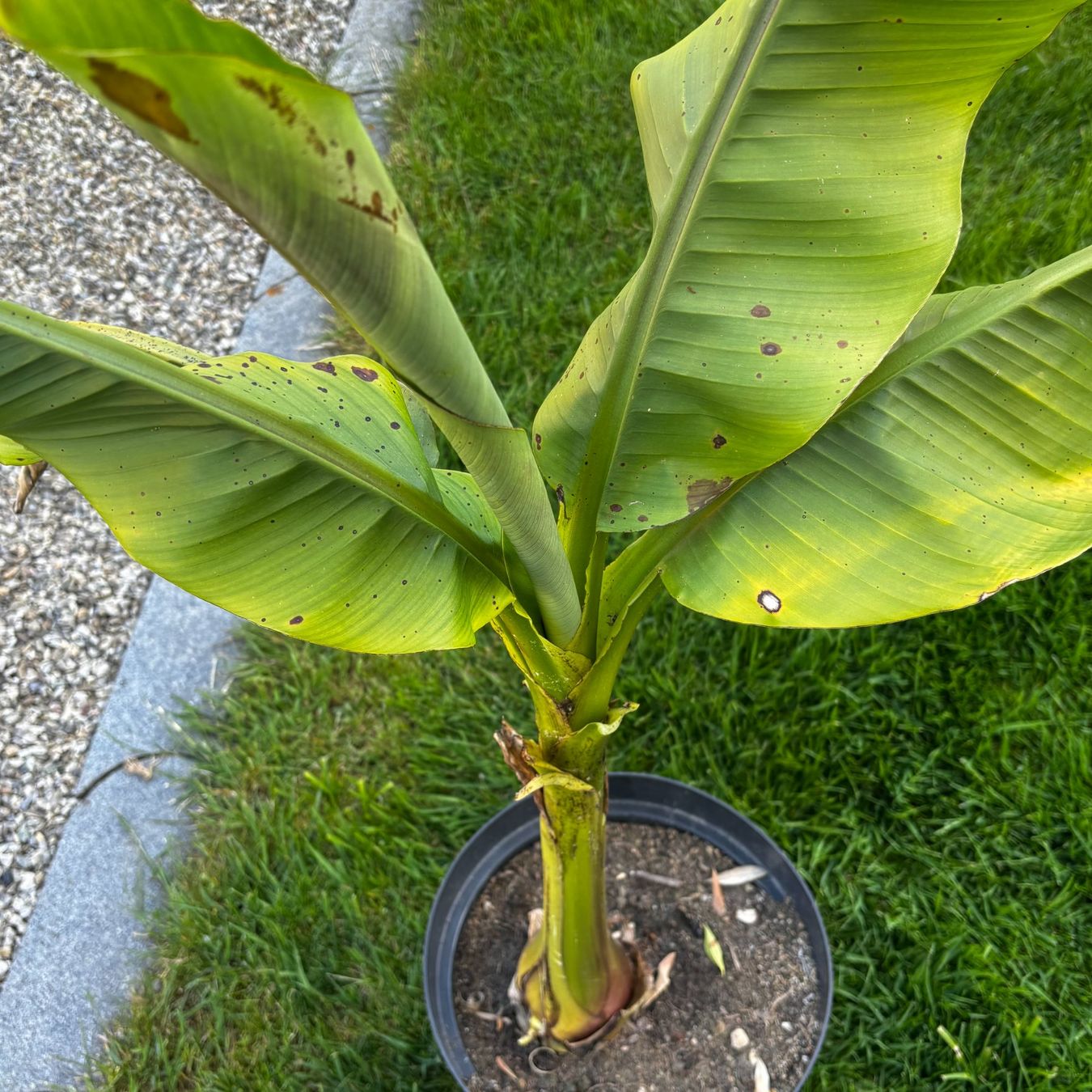 Piante & sementi: Robuster Bananenbaum selbst gezogen. 100cm hoch. Top Sorte. – Usato da Schötz venduto da Bintje20 1