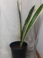 Bogenhanf Ableger ca. 60 cm hoch, ca 1 Jahr alt