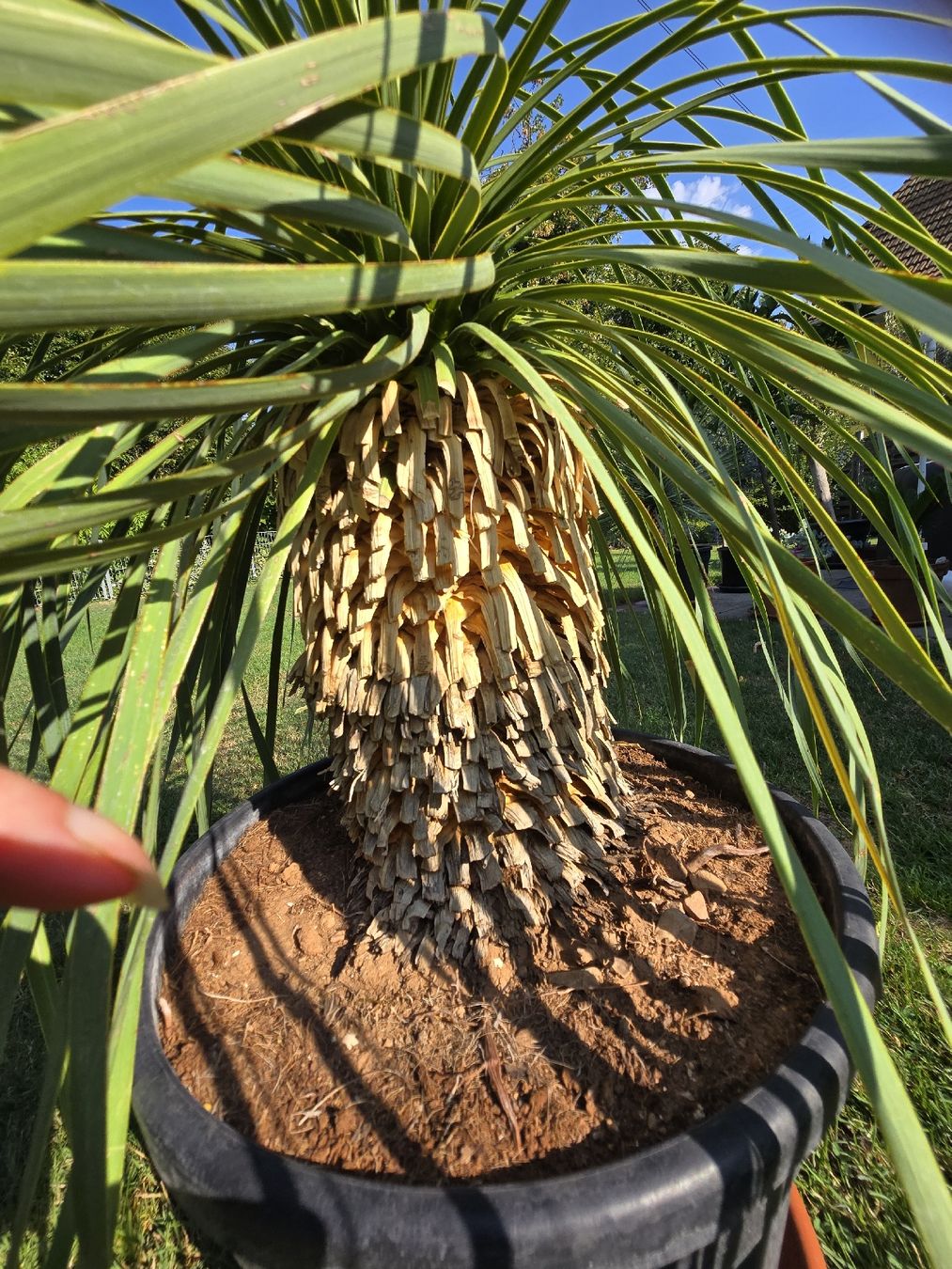 Plantes & graines: Prachtvolle Yucca rostrata – D'occasion à Aarburg par popkorn65 3