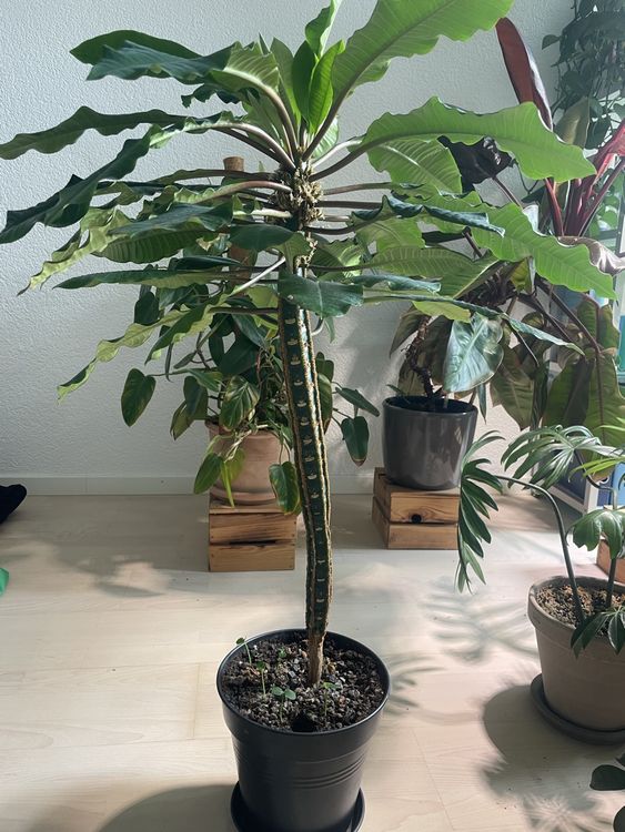 Madagaskar Spuckpalme  Samen abzugeben! (Neu und originalverpackt) in  Birmensdorf ZH fr CHF 5  mit Lieferung auf Ricardo kaufen