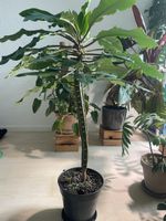 Madagaskar Spuckpalme – Samen abzugeben!