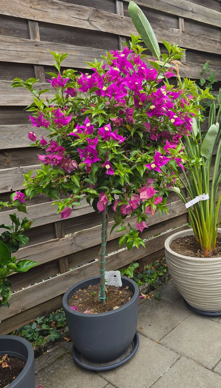 Pflanzen & Samen: Wunderschöne Bougainvillea – Neu (gemäss Beschreibung) aus Aarburg von popkorn65 2