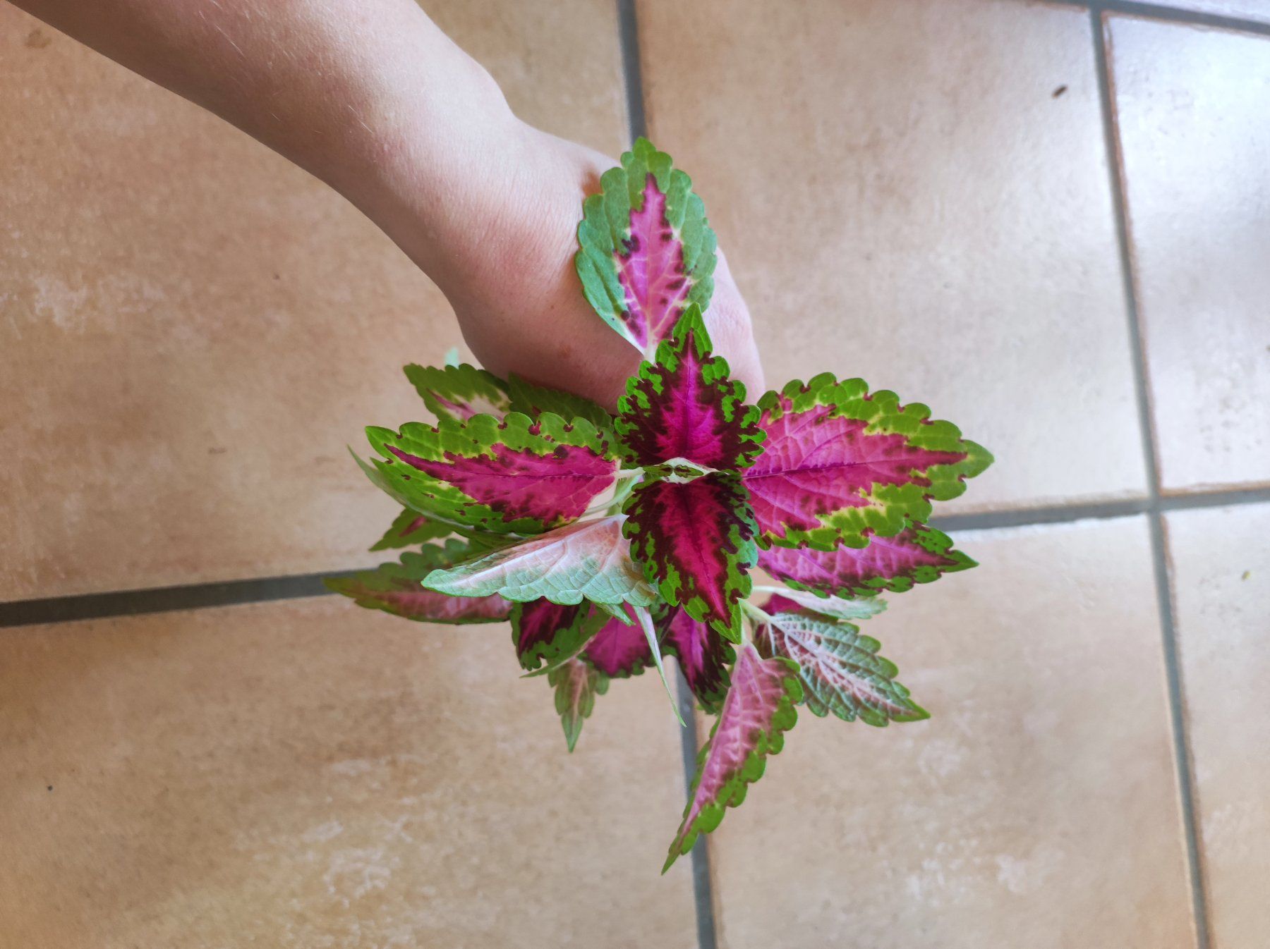 Piante & sementi: Coleus – Nuovo e nell'imballaggio originale da Hasliberg Hohfluh venduto da eva_9895 2