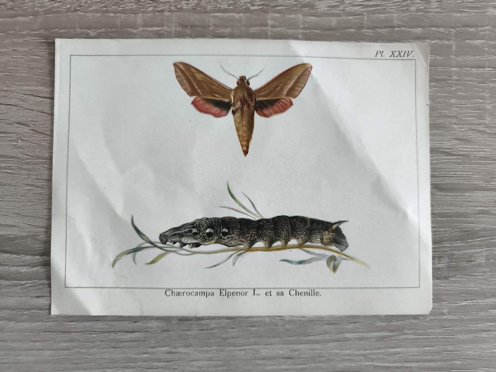Welt der Tiere: Ensemble de 3 planches d'insectes papillons – Gebraucht aus Prilly von jor_x27s 1