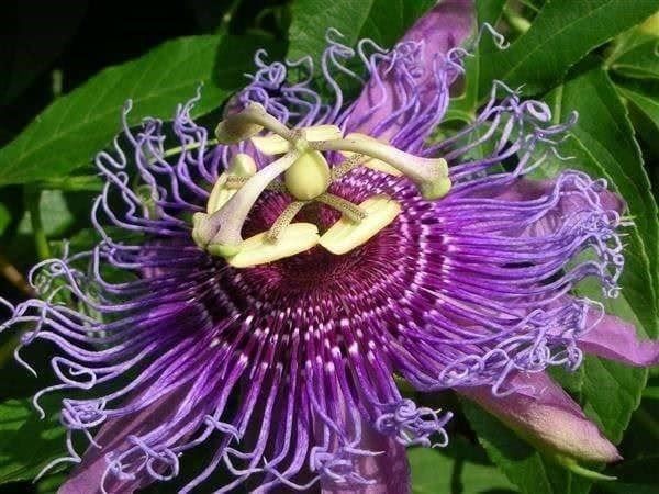 Pflanzen & Samen: Passiflora Incarnata Rustique -10 !  10g – Neu (gemäss Beschreibung) aus Bremblens von FIBONACCI369