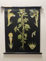 Seltenes Vintage Plakat Schule Pflanze Bremen 1950