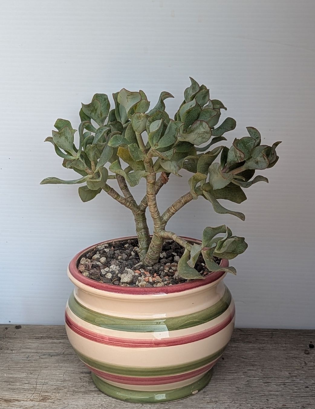 Plantes & graines: Crassula arborescens  – D'occasion à Comano par che_8lc2