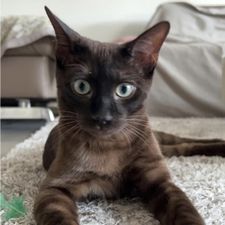 Profile image of seledo
