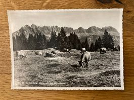 Alte Ansichtskarte Flumserberg Molseralp mit Alvierkette