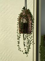 Erbsenpflanze, Senecio rowleyanus