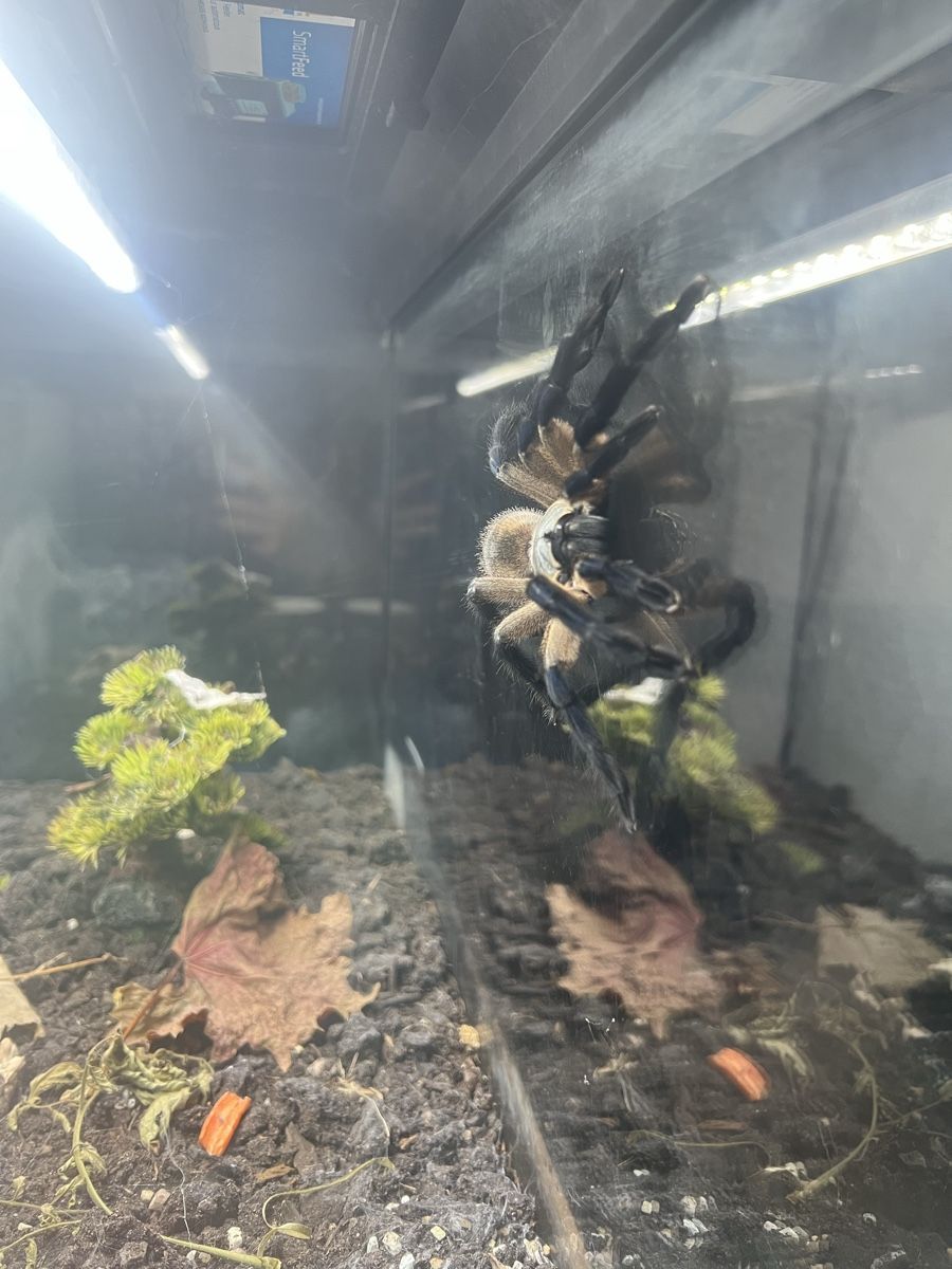 Terrariums: Tarantel inkl. Terrarium – D'occasion à Veltheim AG par Nadine_VS 8