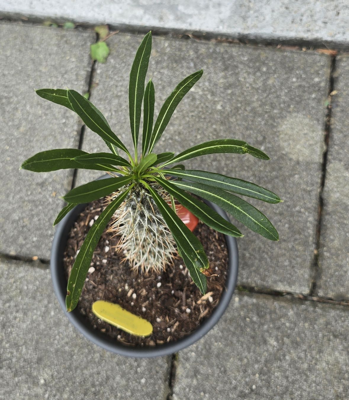Piante & sementi:  Madagaskar Pachypodium lamerei – Usato da Aarburg venduto da Glitzerschein 2