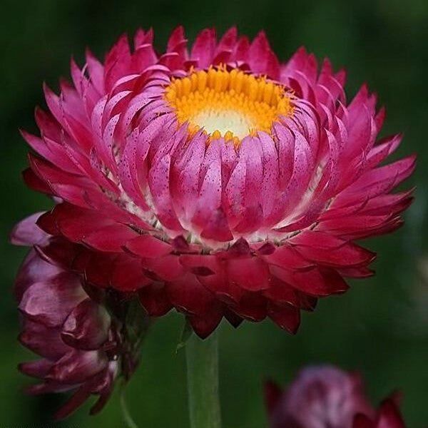 Piante & sementi: 300 Samen Strohblume PURPLE – Nuovo (secondo la descrizione) da Ehrendingen venduto da VerveinaSamen 5