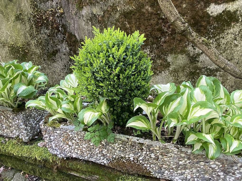 Vasi per fiori: Blumenkiste bepflanzt – Usato da Bürglen TG venduto da jap_dcm6 2