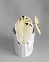Alocasia Ninja Albo Variegata