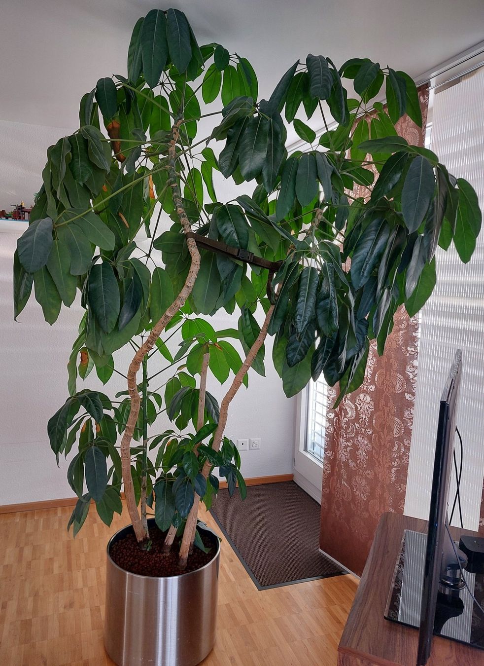 Pflanzen & Samen: Schefflera (Strahlenaralie) – Gebraucht aus Zürich von michaelwiggenhauser 2