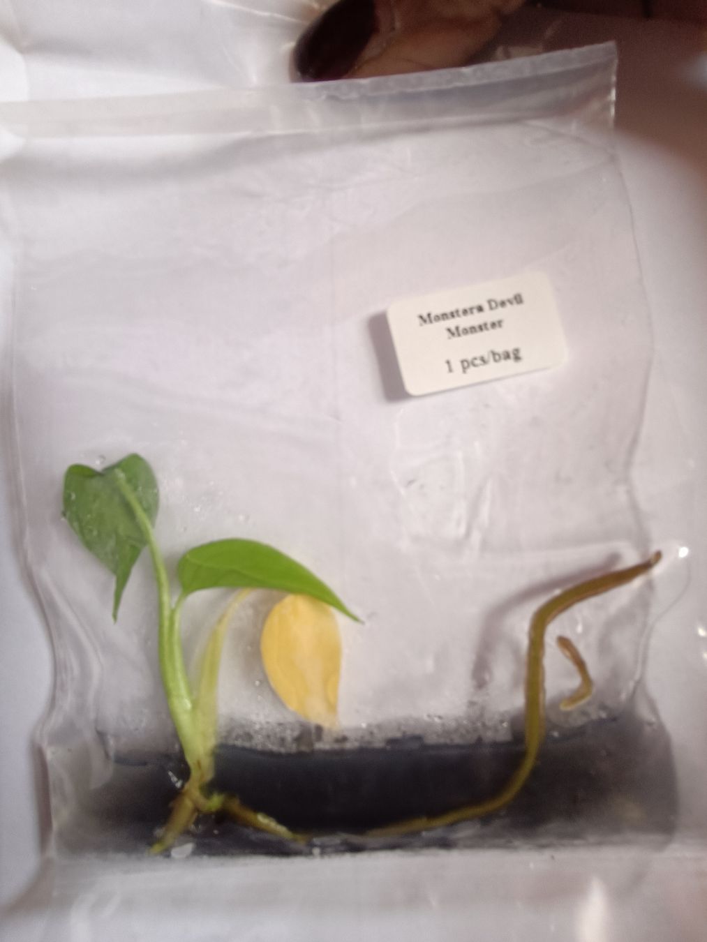 Plantes & graines: Monstera Devil TC  – Neuf avec emballage d'origine à St-Aubin-Sauges par may_2yrv 3
