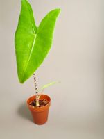 Alocasia zebrina