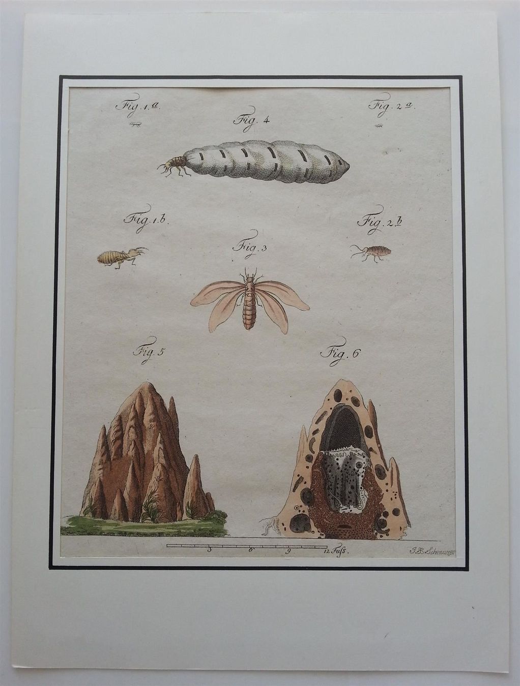 Incisioni: Kupferstich Termiten, J. X. Schmuzer, um 1790 – Usato da Oberriet SG venduto da ganesh435 1