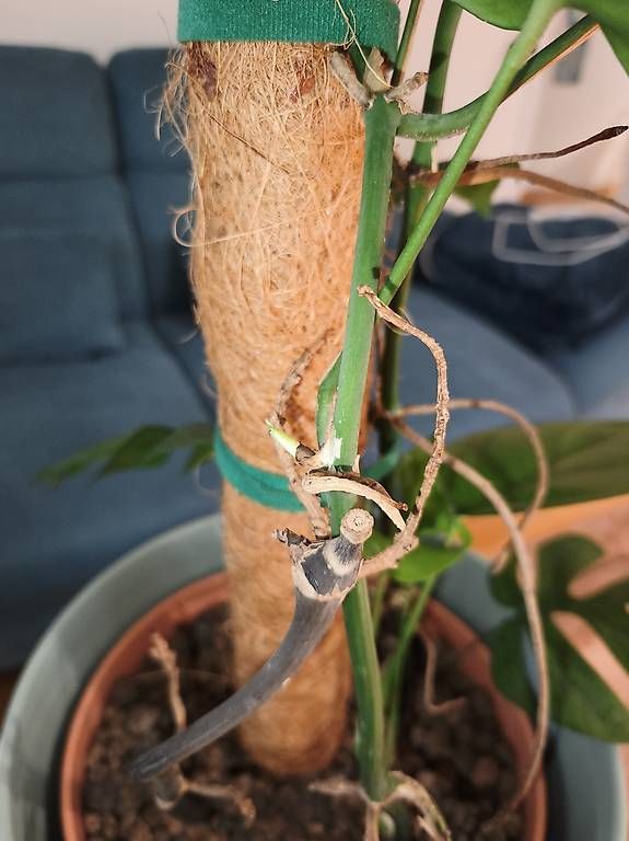 Pflanzen & Samen: Monstera minima – Gebraucht aus Kaisten von lys_zzy8 3