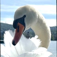 Profile image of brazerola