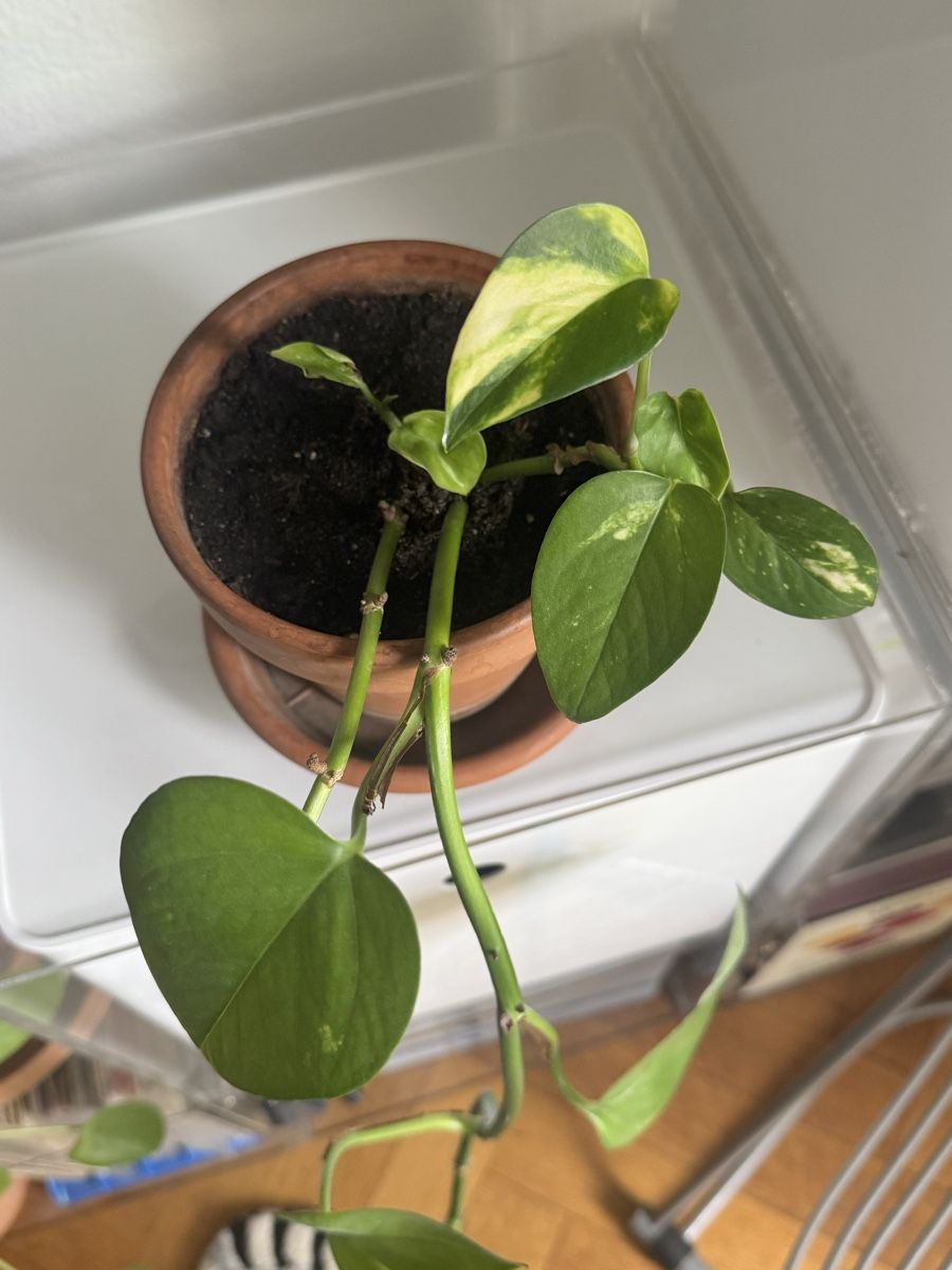 Piante & sementi: Pothos plant - 2 available  – Usato da Zürich venduto da kri_zhv2 1