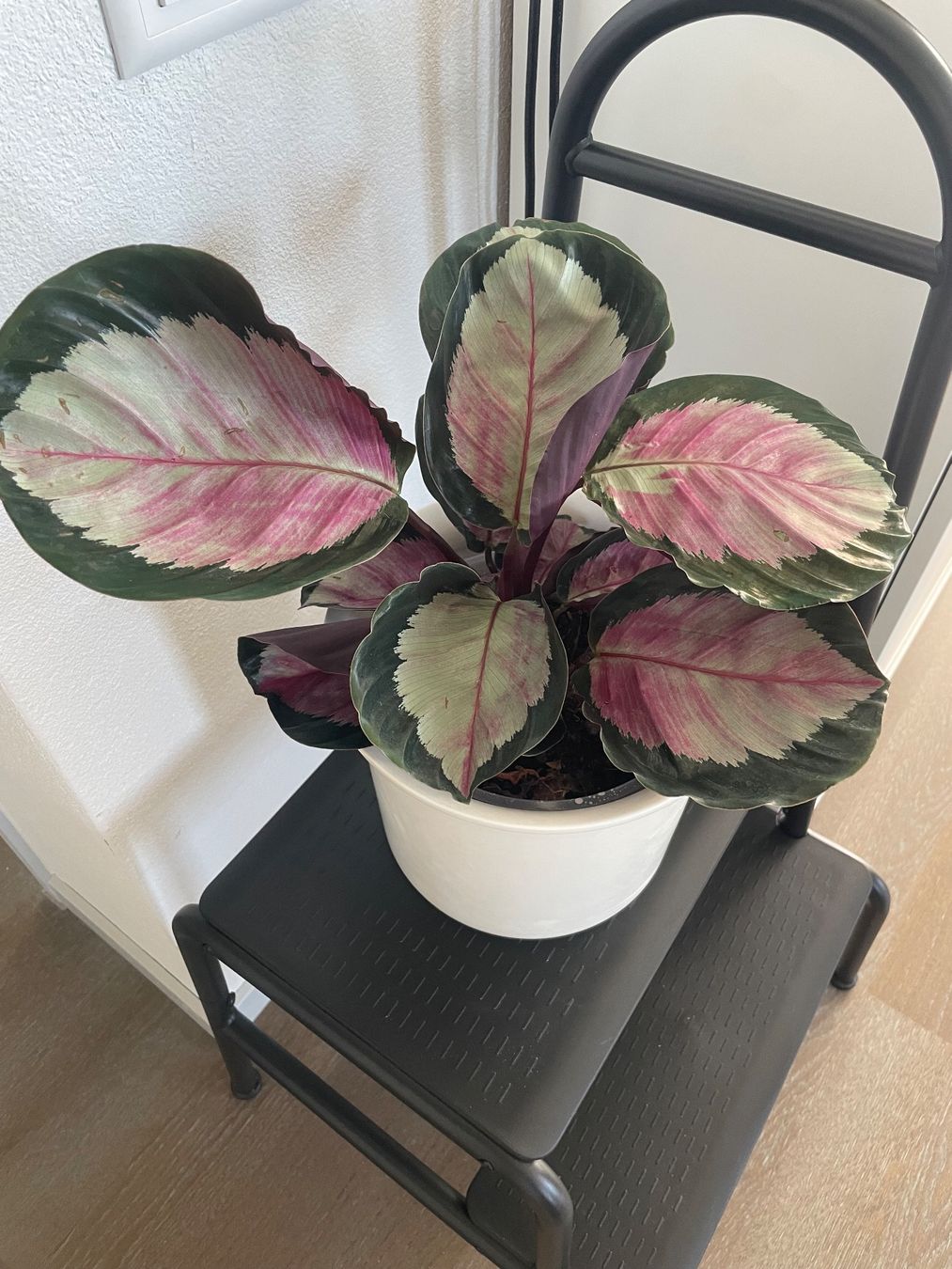 Pflanzen & Samen: Calathea Roseopicta with ceramic pot – Gebraucht aus Uster von momogarden 4