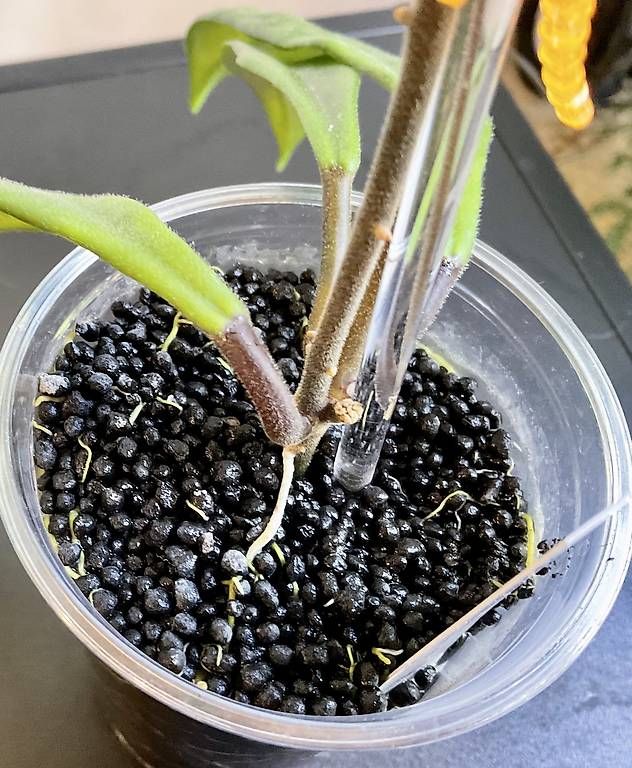 Pflanzen & Samen: Hoya revolubilis – Neu und originalverpackt aus Schönholzerswilen von Leavylounge 2