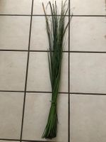 Schilfgras-Bund, Dekoration, Basteln, Herbstdeko.