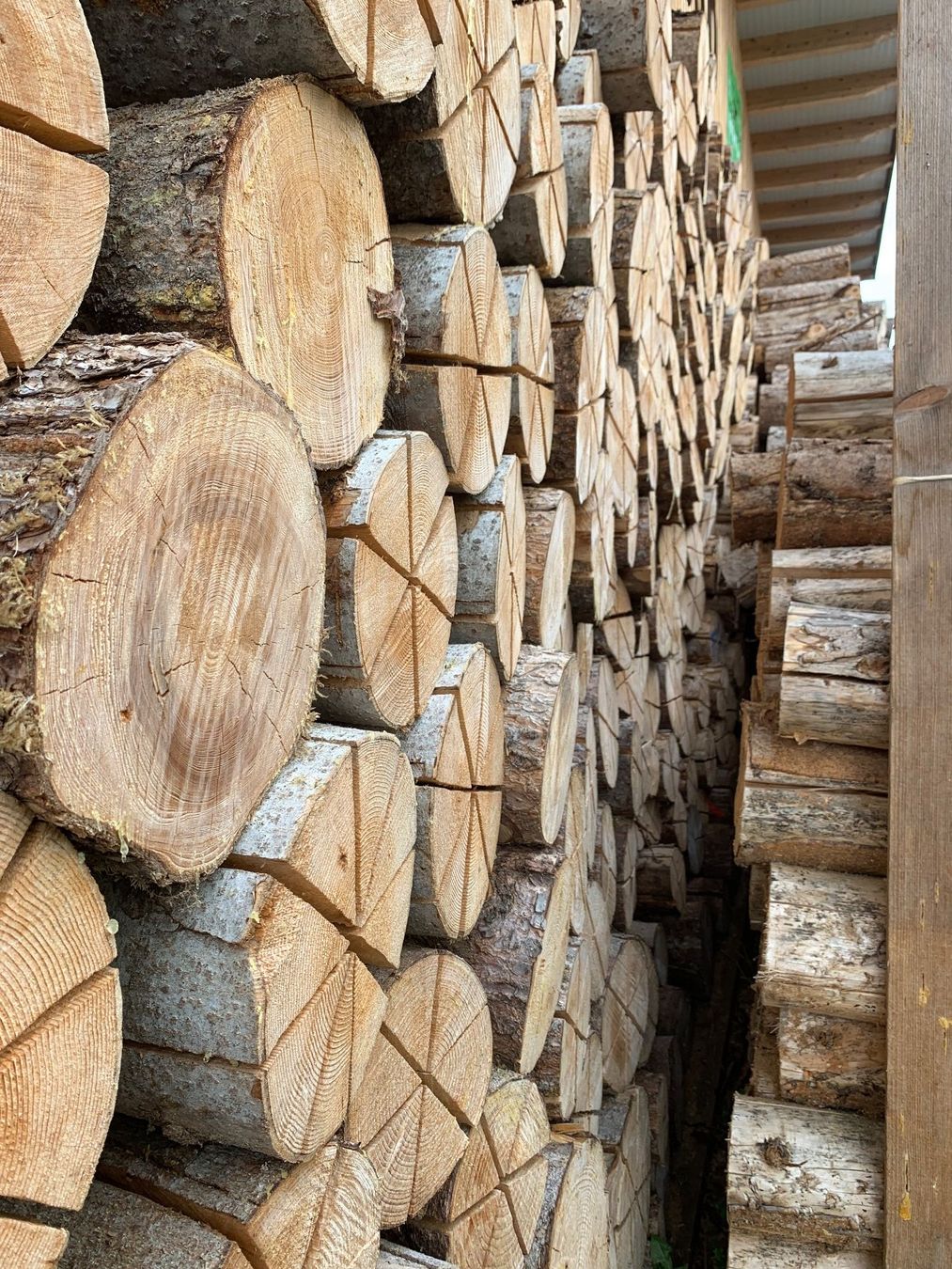 Articoli in legno: Finnenkerzen, 20/50/70 cm lang – Nuovo (secondo la descrizione) da Homberg b. Thun venduto da Treeart-1 1