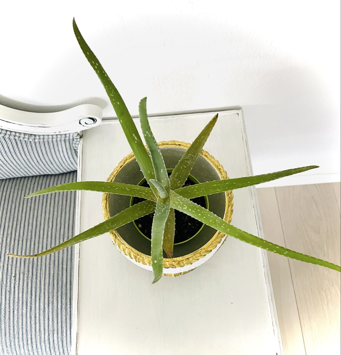 Piante & sementi: Aloe Vera BarbadensisPflanze im Topf – Usato da Schlieren venduto da yamay 1