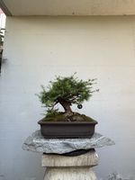 🌲 Europäische Lärche Bonsai sehr qualitative Schale AB1.-!