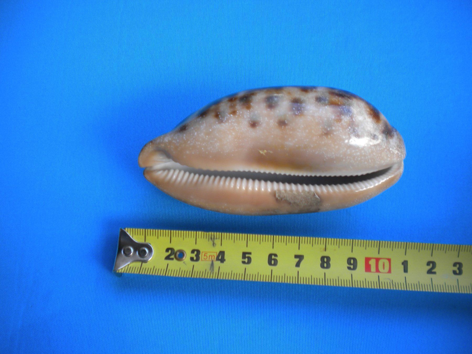 Fossilien: Schöne lange "Cauri" Muschel 10 cm – Gebraucht aus Spreitenbach von Sniper8952 1