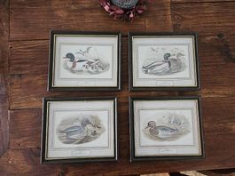 Antikes Entenbilder Set John Gould Ducks