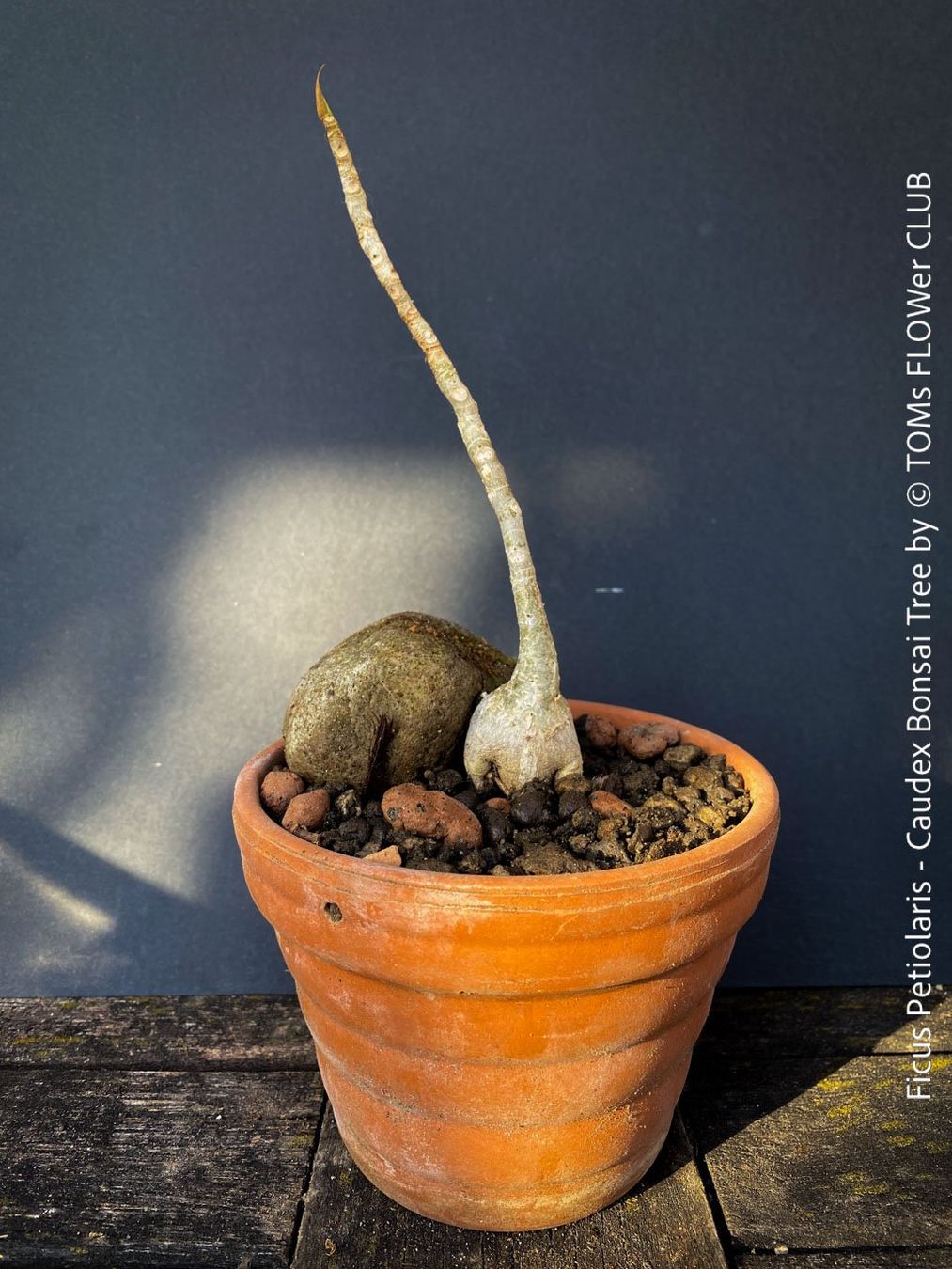 Piante & sementi: Ficus Petiolaris - Steinfeige in der Bonsai Schale – Nuovo e nell'imballaggio originale da Adliswil venduto da asTOMas963 4