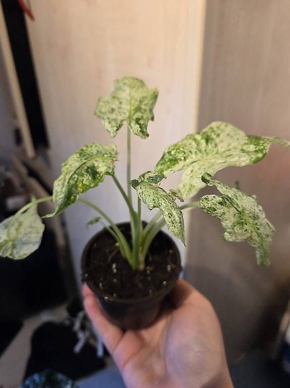 Pflanzen & Samen: Alocasia odora Batik Variegata – Gebraucht aus Roggwil BE von pau_wyh8