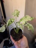 Alocasia odora Batik Variegata