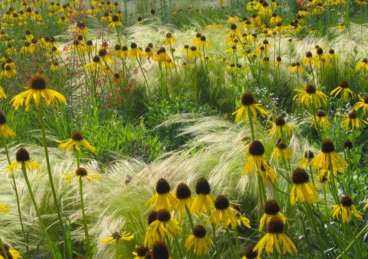 Pflanzen & Samen: 50 Samen ECHINACEA PARADOXA Ozark Echinacea – Neu (gemäss Beschreibung) aus Ehrendingen von VerveinaSamen 2