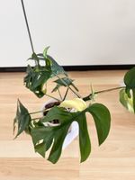 Monstera Minima variegated 