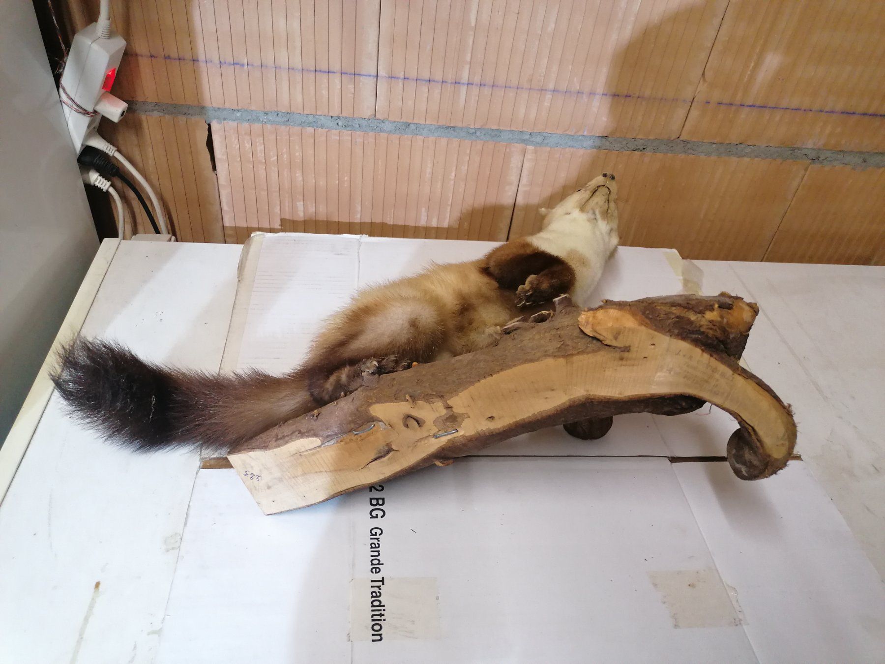 Il mondo degli animali: Fouine naturalisé – Usato da Cheyres venduto da Capitain 3